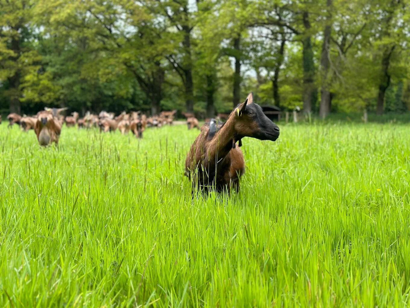 Chèvre au milieu du champ à Campénéac Chèvre au milieu du champ à la Ferme Boisbras, Campénéac, Morbihan, Bretagne